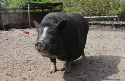 A pig standing.
