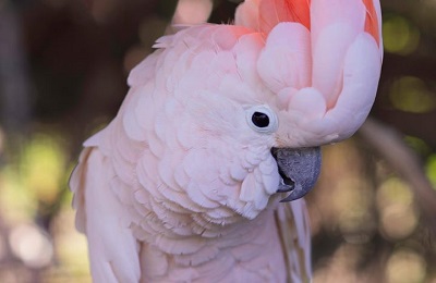 A cockatoo