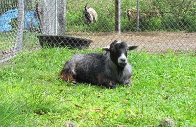 A goat laying in the grass.