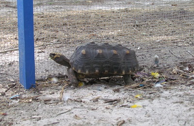 A tortoise with shell pyramiding