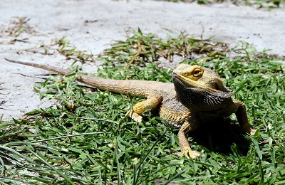 A bearded dragon