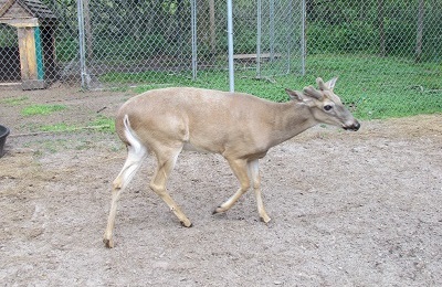 A blind deer.